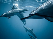 kaiyun-雷霆117-116逆转险胜灰熊 杰伦-威廉姆斯26+5+10